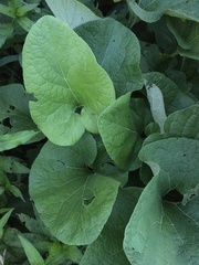 Aristolochia macrophylla