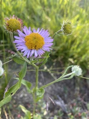 Erigeron aliceae
