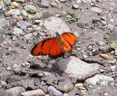 Dione vanillae lucina