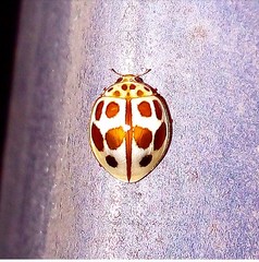 Cycloneda vogli