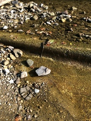 Nerodia sipedon
