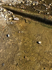 Nerodia sipedon