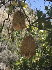 Sicyoeae