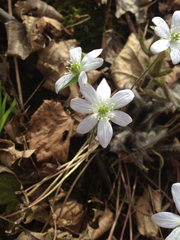 Hepatica