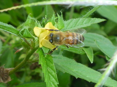 Apis mellifera