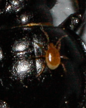 Carrion Beetle Mites