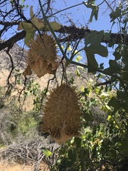 Sicyoeae