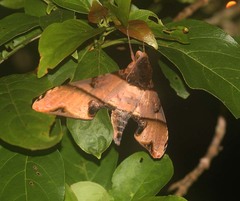 Amplypterus panopus