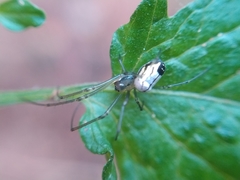 Leucauge