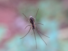 Leucauge
