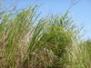 Big Cordgrass - Photo (c) T Duffy, some rights reserved (CC BY-NC), uploaded by T Duffy