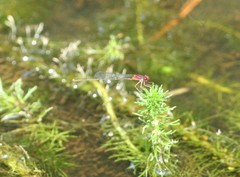 Enallagma dubium