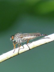 Neoitamus flavofemoratus