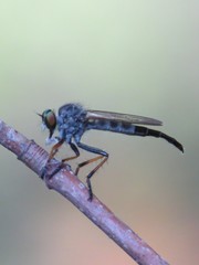 Neoitamus flavofemoratus