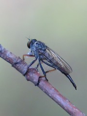 Neoitamus flavofemoratus