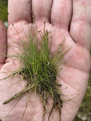 Eleocharis parvula