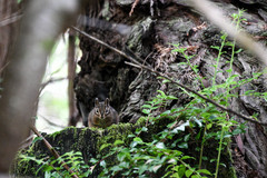 Neotamias ochrogenys