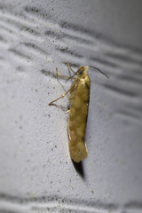 Argyresthia alternatella
