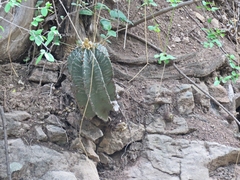 Astrophytum ornatum