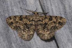 Psilalcis intermedia