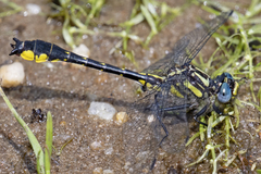 Hylogomphus apomyius