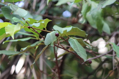 Syzygium polyanthum