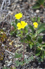 Potentilla vulcanicola