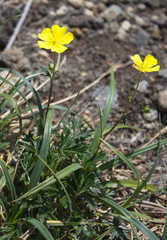 Potentilla vulcanicola