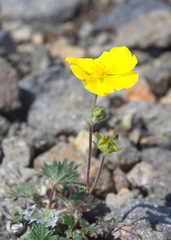 Potentilla vulcanicola