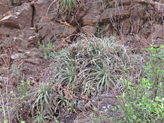 Hechtia pretiosa