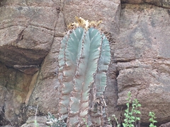 Astrophytum ornatum
