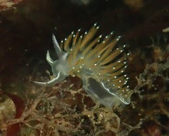 Apata pricei