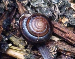 Monadenia mormonum cala