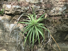 Hechtia pretiosa