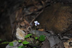 Viola perreniformis