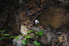 Viola perreniformis