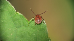 Haemaphysalis longicornis