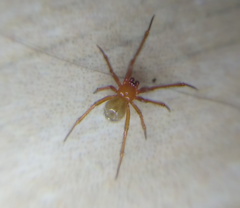 Araneae