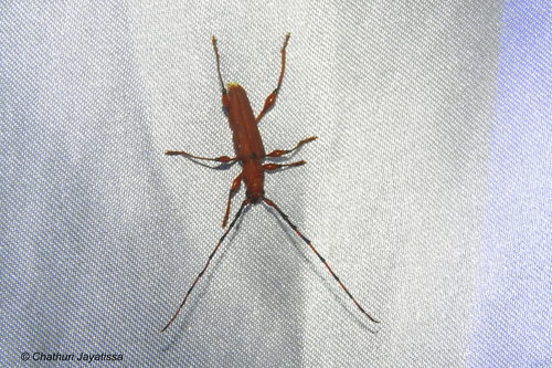 Nyphasia torrida