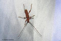 Nyphasia torrida
