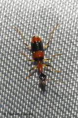 Ophionea indica