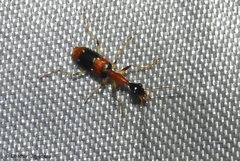 Ophionea indica