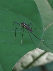 Toxorhynchites rutilus septentrionalis