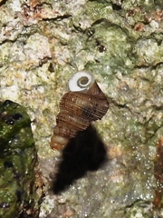 Halotudora kuesteri