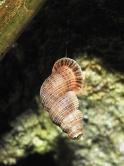 Halotudora kuesteri