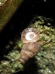 Halotudora kuesteri