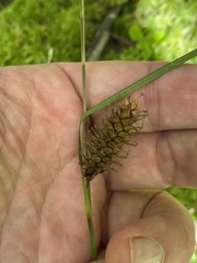 Carex bullata