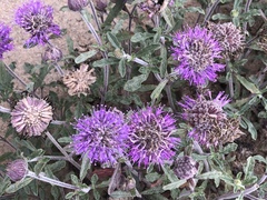 Monardella undulata