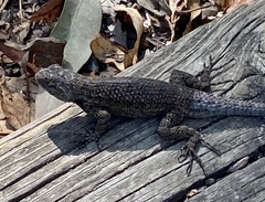 Sceloporus occidentalis