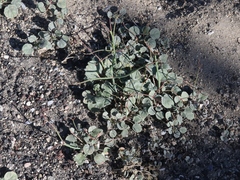 Eriogonum molestum